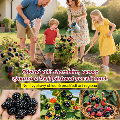 Čtyři roční období zasetí semen ovoce černé maliny