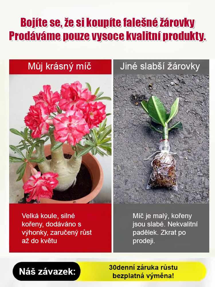 Zalévání vydrží 100 let pouštní růže cibulové květiny.