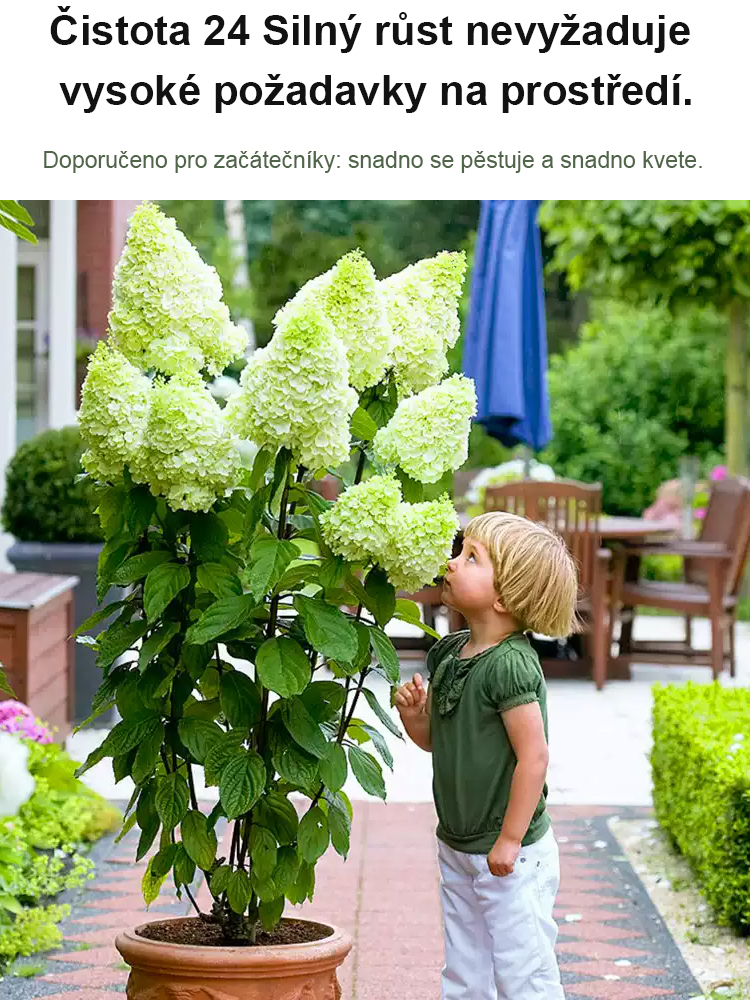 Hortenzie s jahodovými květy, čtyři roční období