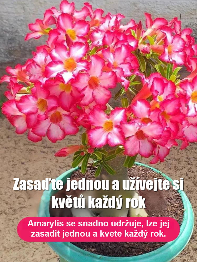 Zalévání vydrží 100 let pouštní růže cibulové květiny.