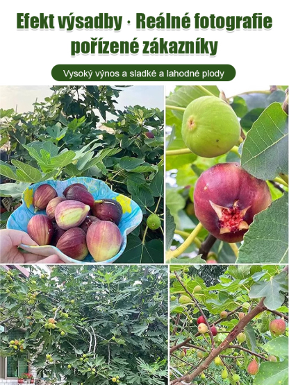 Čtyři roční období pěstování sazenic fíků odrůdy Da Boge Hong.