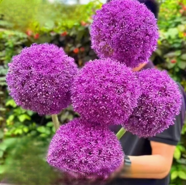 Česneková cibule pro celoroční květiny – Snadné pěstování, každý rok kvete