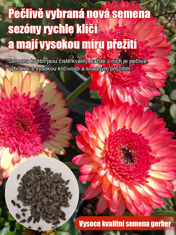Semena gerbery s dvojitými květy