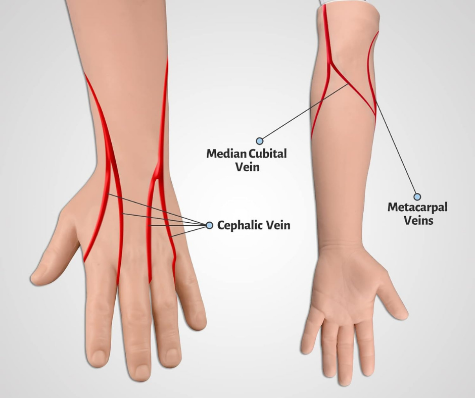 What are the 3 Main Veins to Draw Blood?