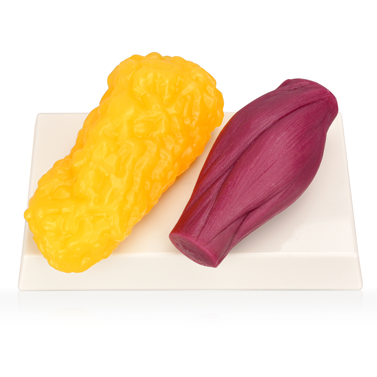 1 LB Human Body Muscle & Fat Replica with Display Base