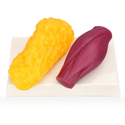 1 LB Human Body Muscle & Fat Replica with Display Base