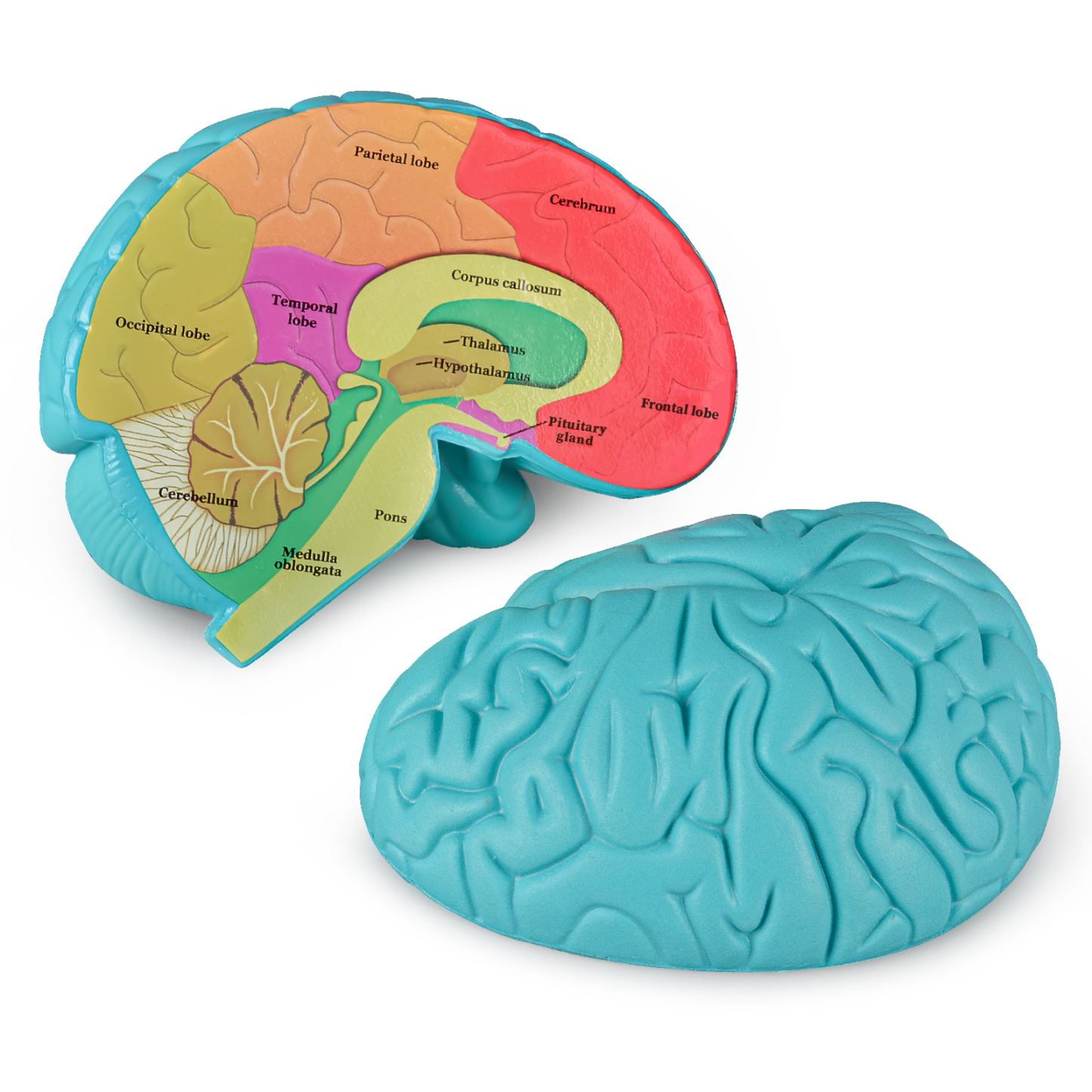 Cross-Section Brain Model, Human Brain Anatomy Model for Kids, 2 Pieces Foam Brain