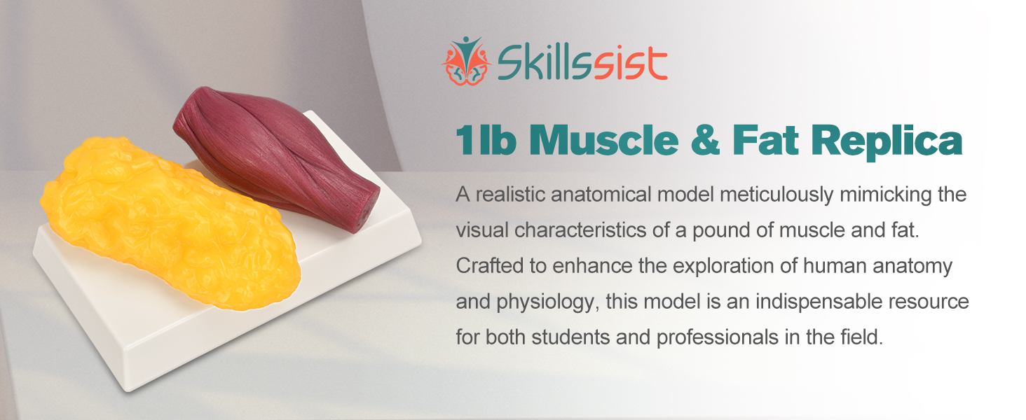 1 Pound Muscle Vs Fat Replica For Fitness Education