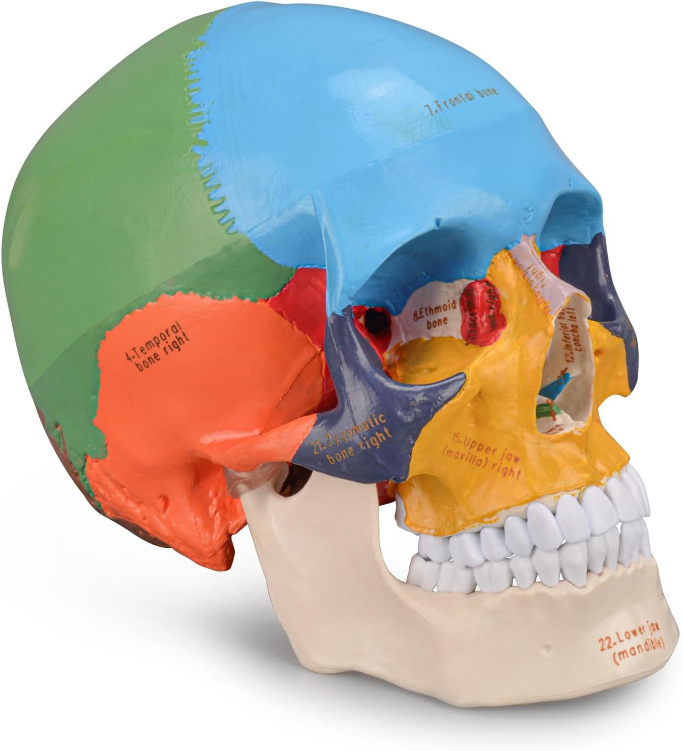 Upgraded Life Size Human Colored Head Skull Anatomical Model with Newest Laser-Etched Fonts