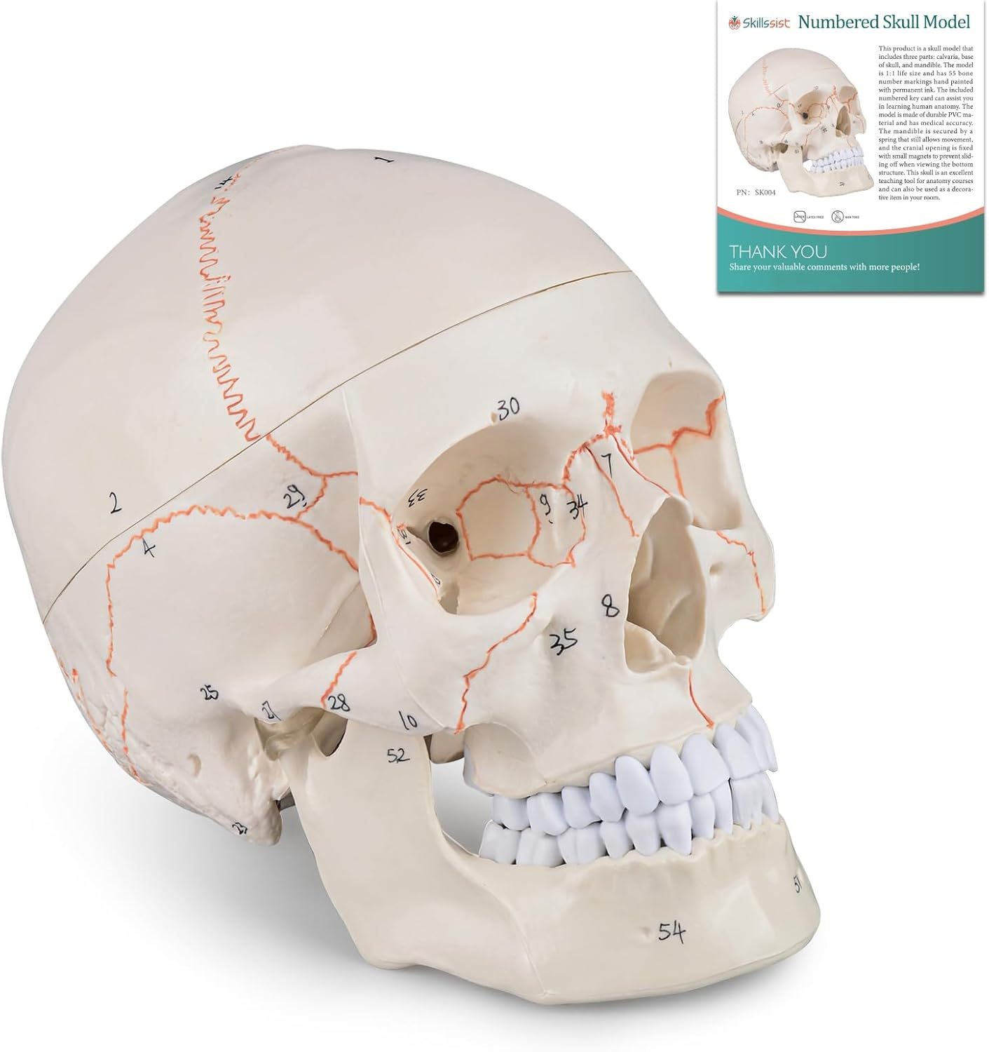 Numbered Human Skull Model
