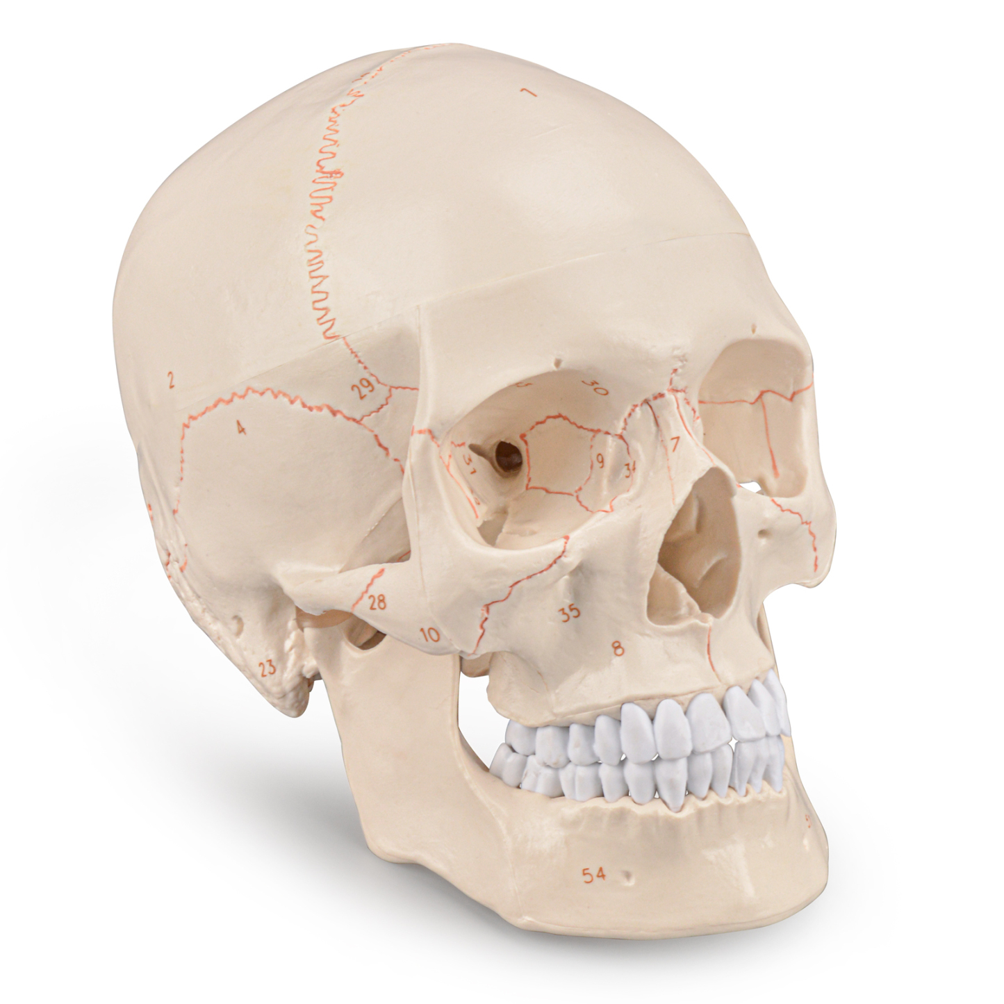 Life Size Human Head Skull Anatomical Model with Newest Laser-Etched Fonts