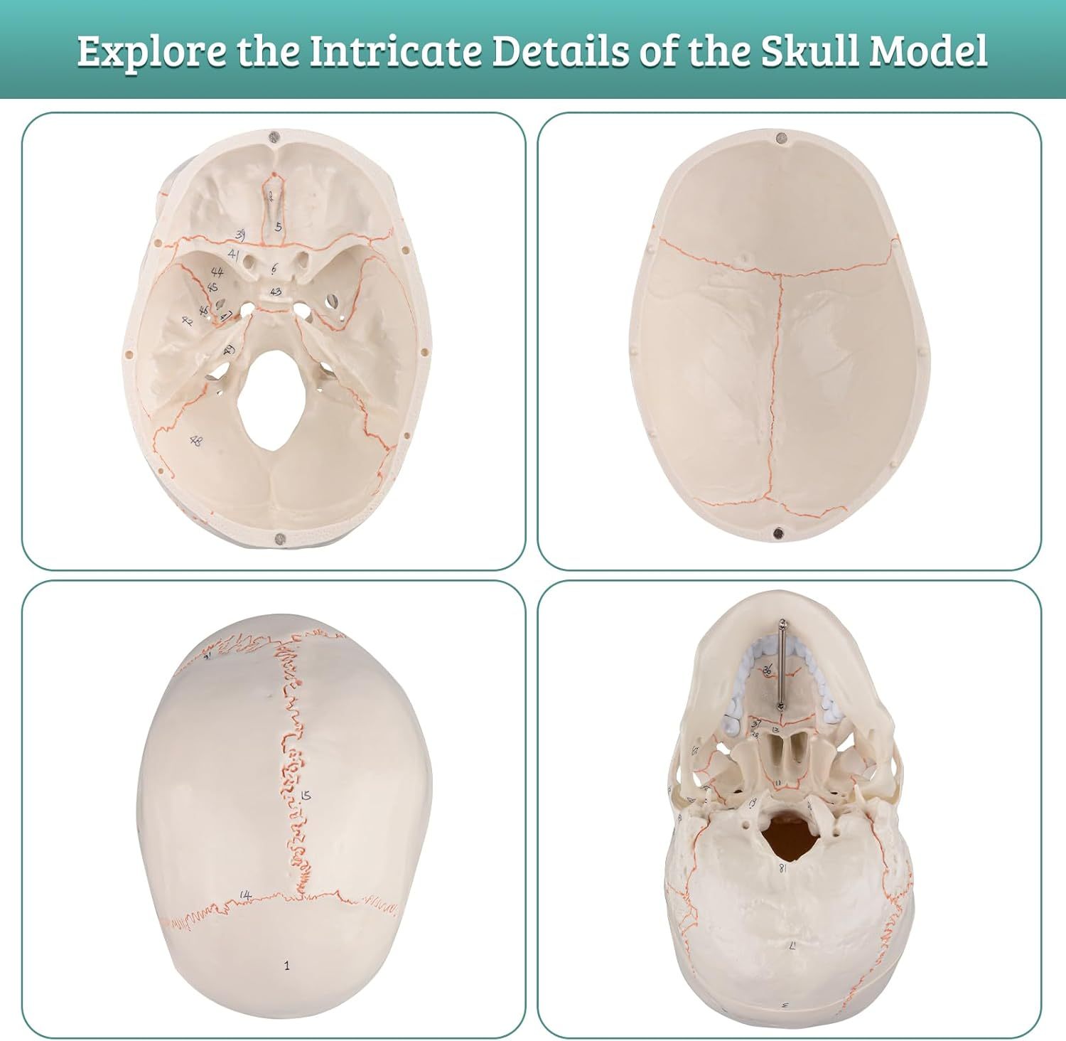 Numbered Human Skull Model