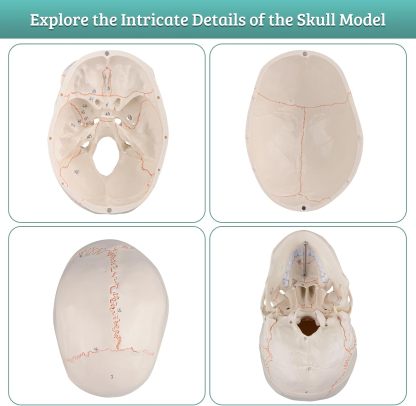 Numbered Human Skull Model