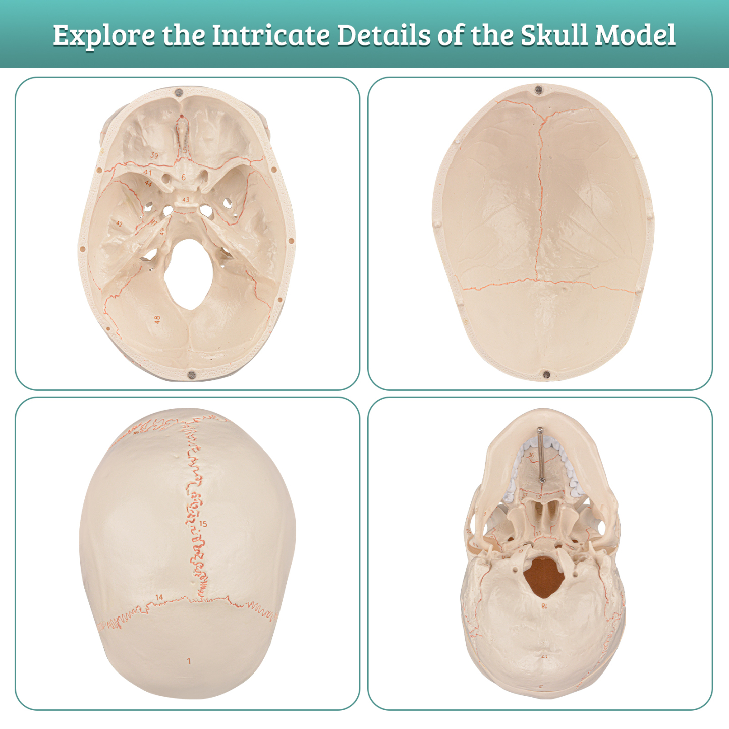 Life Size Human Head Skull Anatomical Model with Newest Laser-Etched Fonts