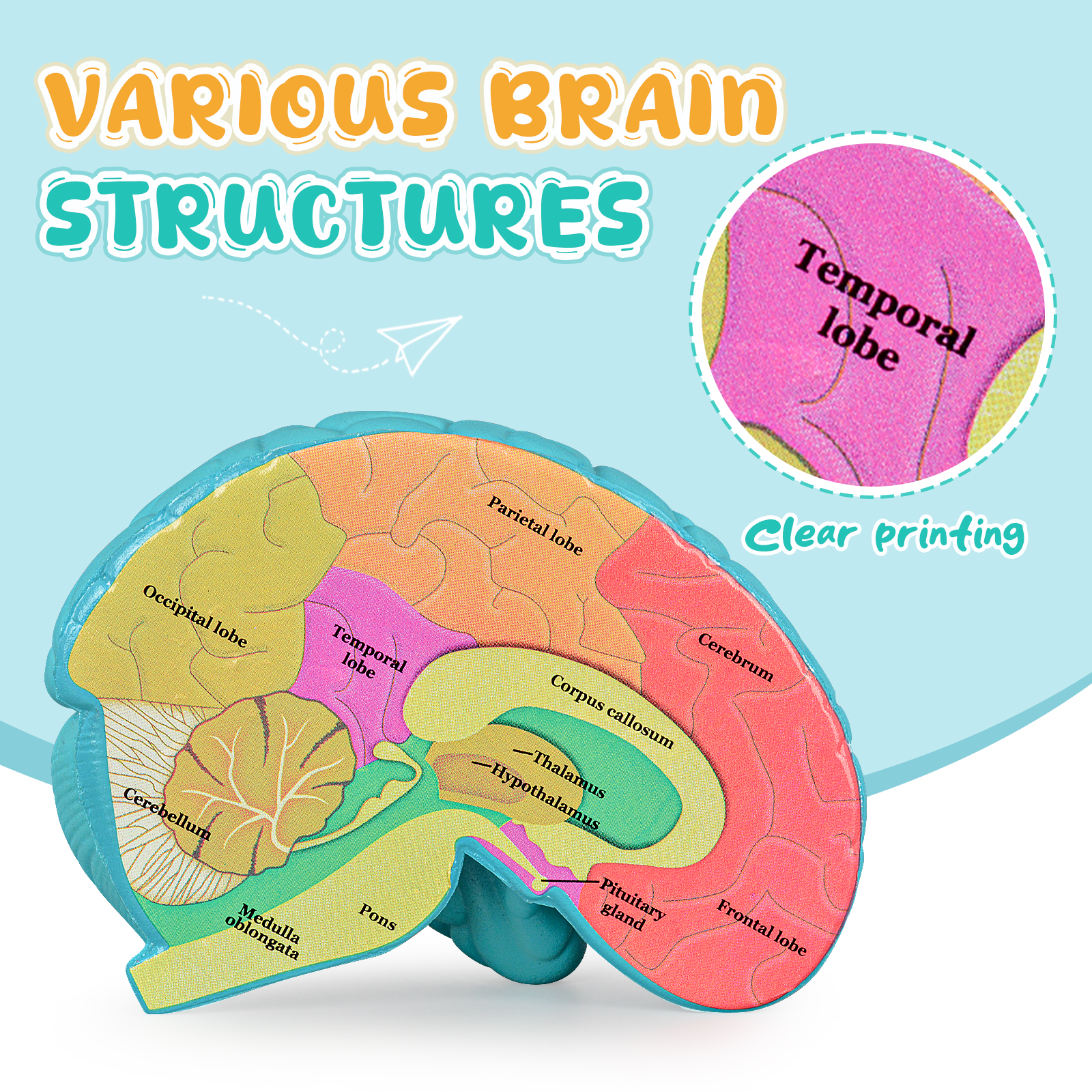 Cross-Section Brain Model, Human Brain Anatomy Model for Kids, 2 Pieces Foam Brain