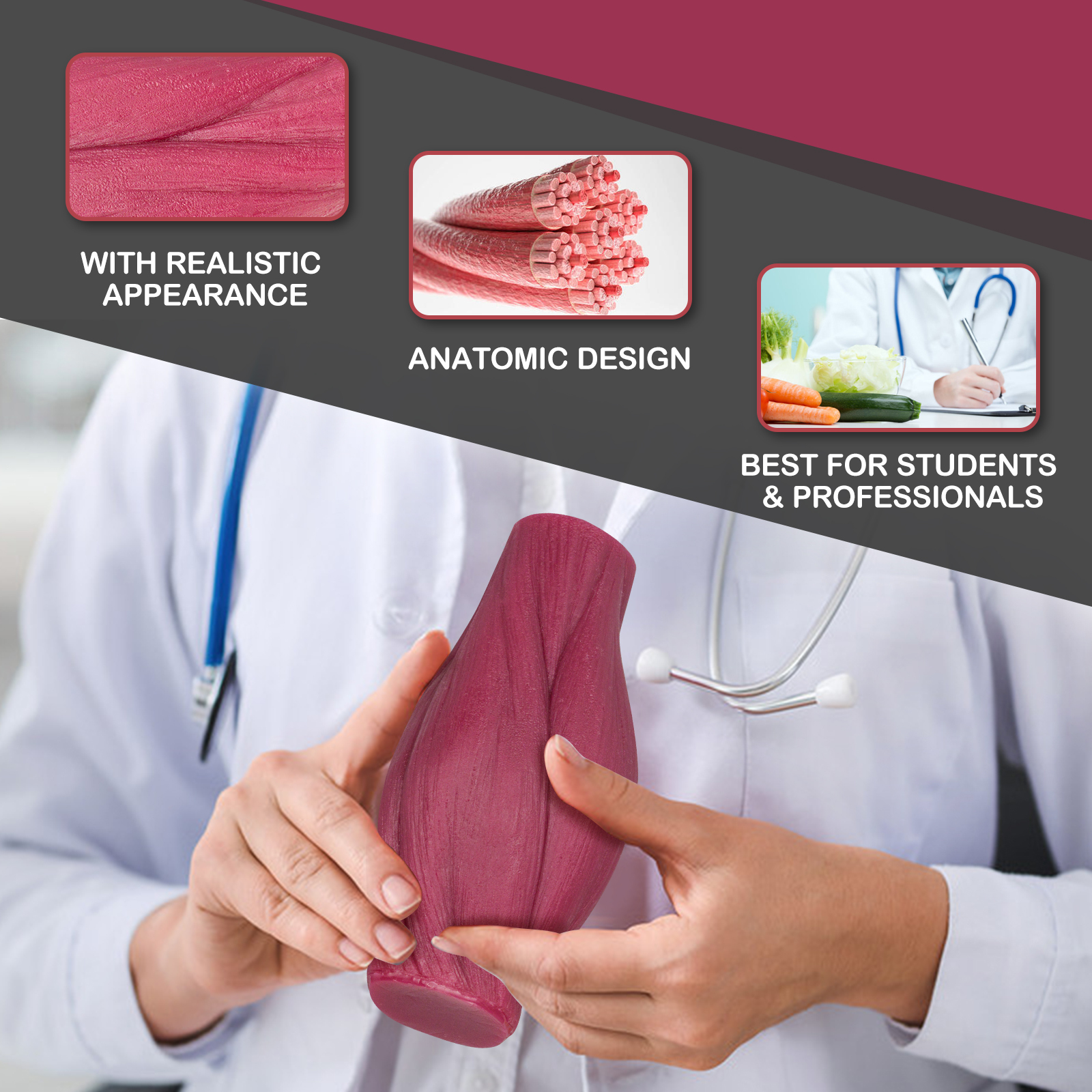 1LB Human Muscle Replica Model