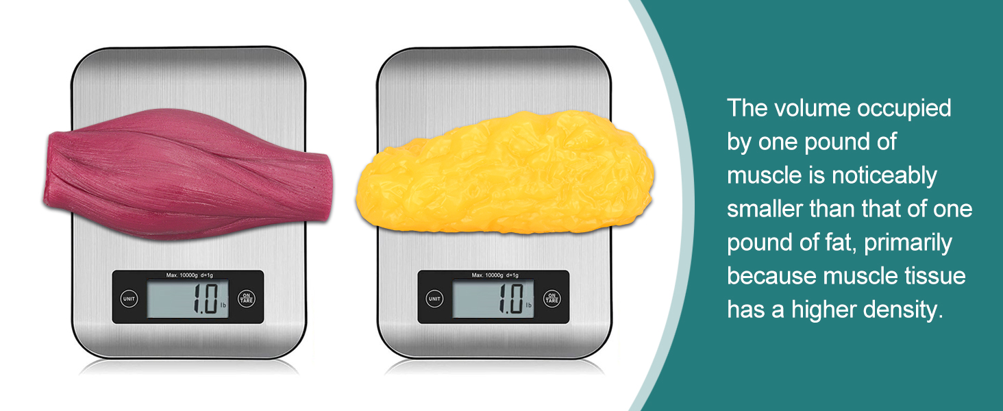 1 Lb Muscle Vs Fat Model Showing 1:1 Accurate Volume