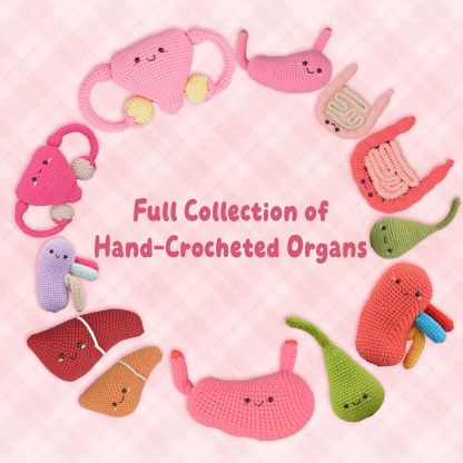 Skillssist Crochet Organ Toy Series Educational Anatomy Models