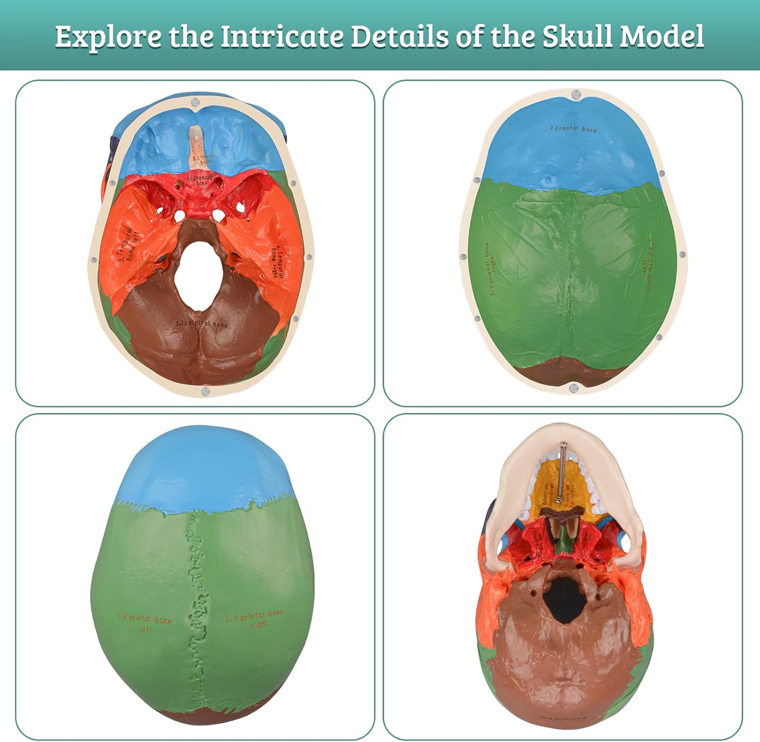 Upgraded Life Size Human Colored Head Skull Anatomical Model with Newest Laser-Etched Fonts