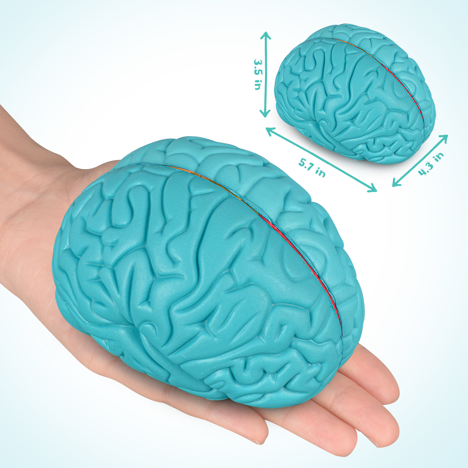 Cross-Section Brain Model, Human Brain Anatomy Model for Kids, 2 Pieces Foam Brain