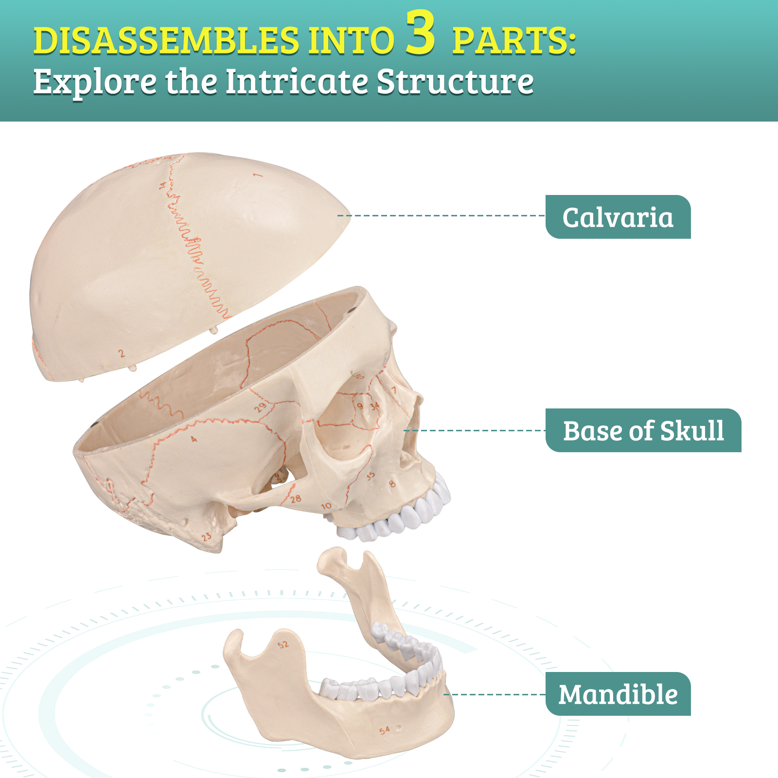 Life Size Human Head Skull Anatomical Model with Newest Laser-Etched Fonts