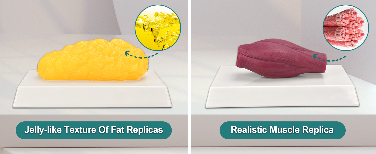 The Comparison Detail of Muscle and Fat Model