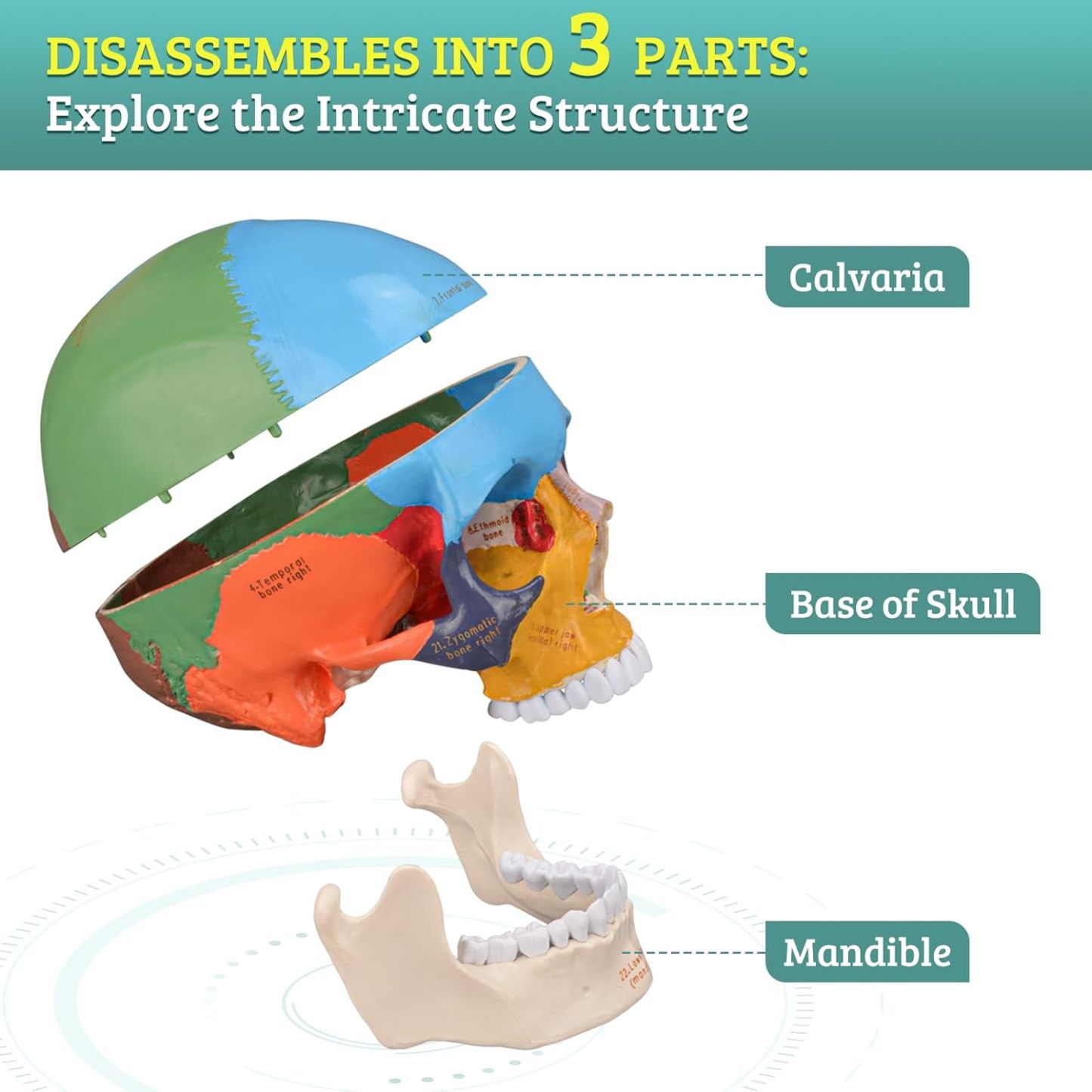 Upgraded Life Size Human Colored Head Skull Anatomical Model with Newest Laser-Etched Fonts