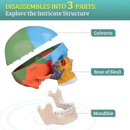 Upgraded Life Size Human Colored Head Skull Anatomical Model with Newest Laser-Etched Fonts