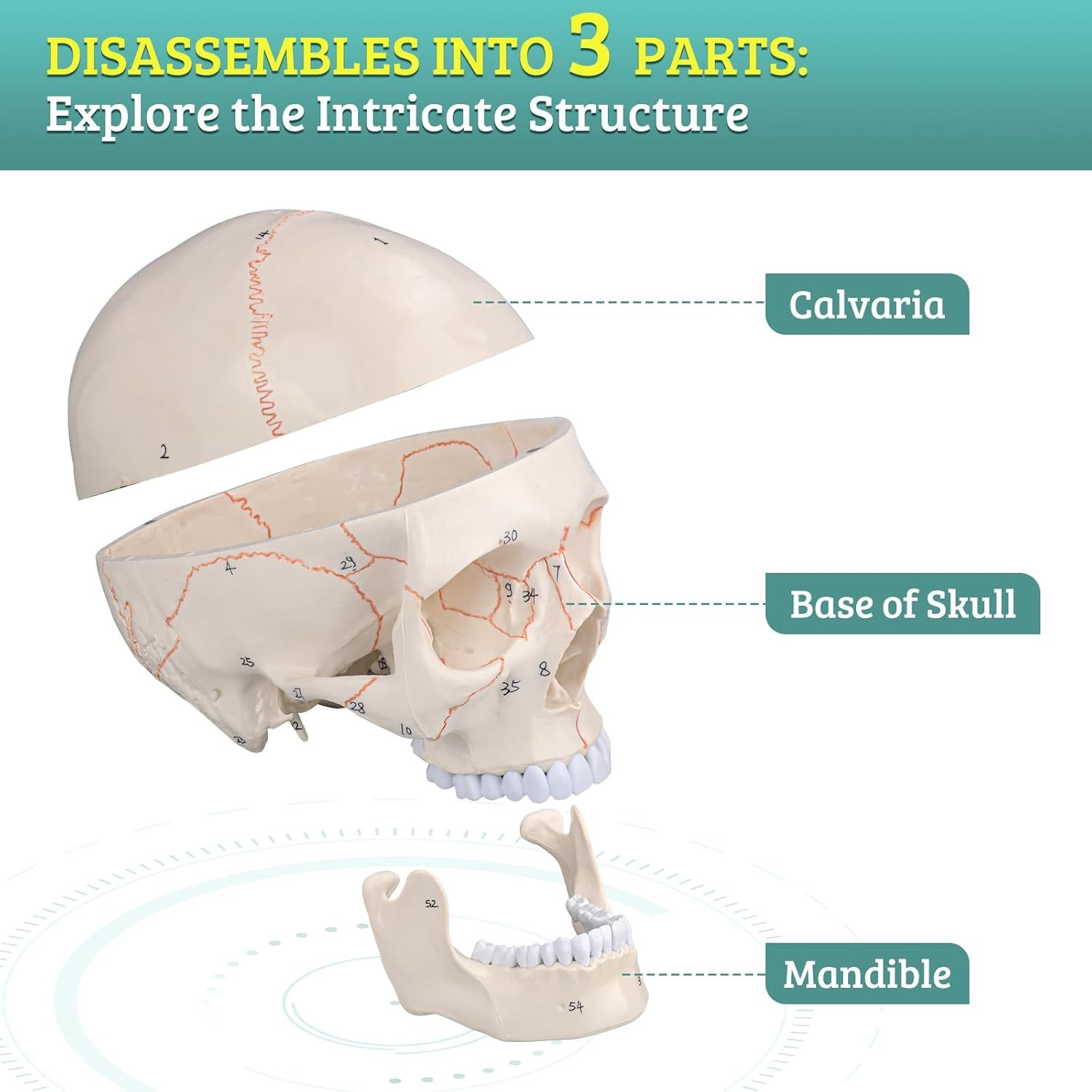 Numbered Human Skull Model