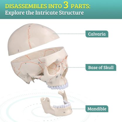 Numbered Human Skull Model