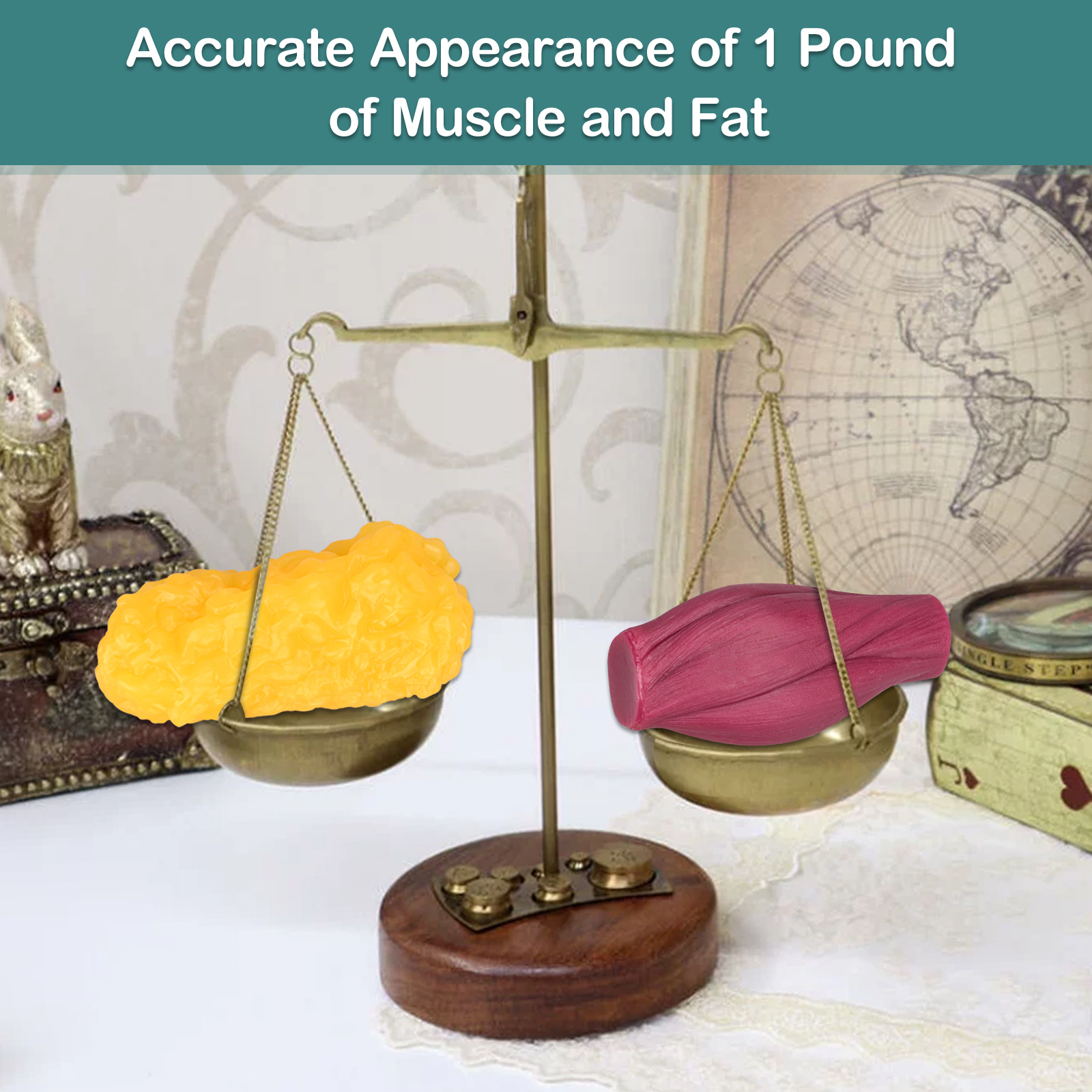 Realistic 1 Lb Muscle Vs Fat Educational Model