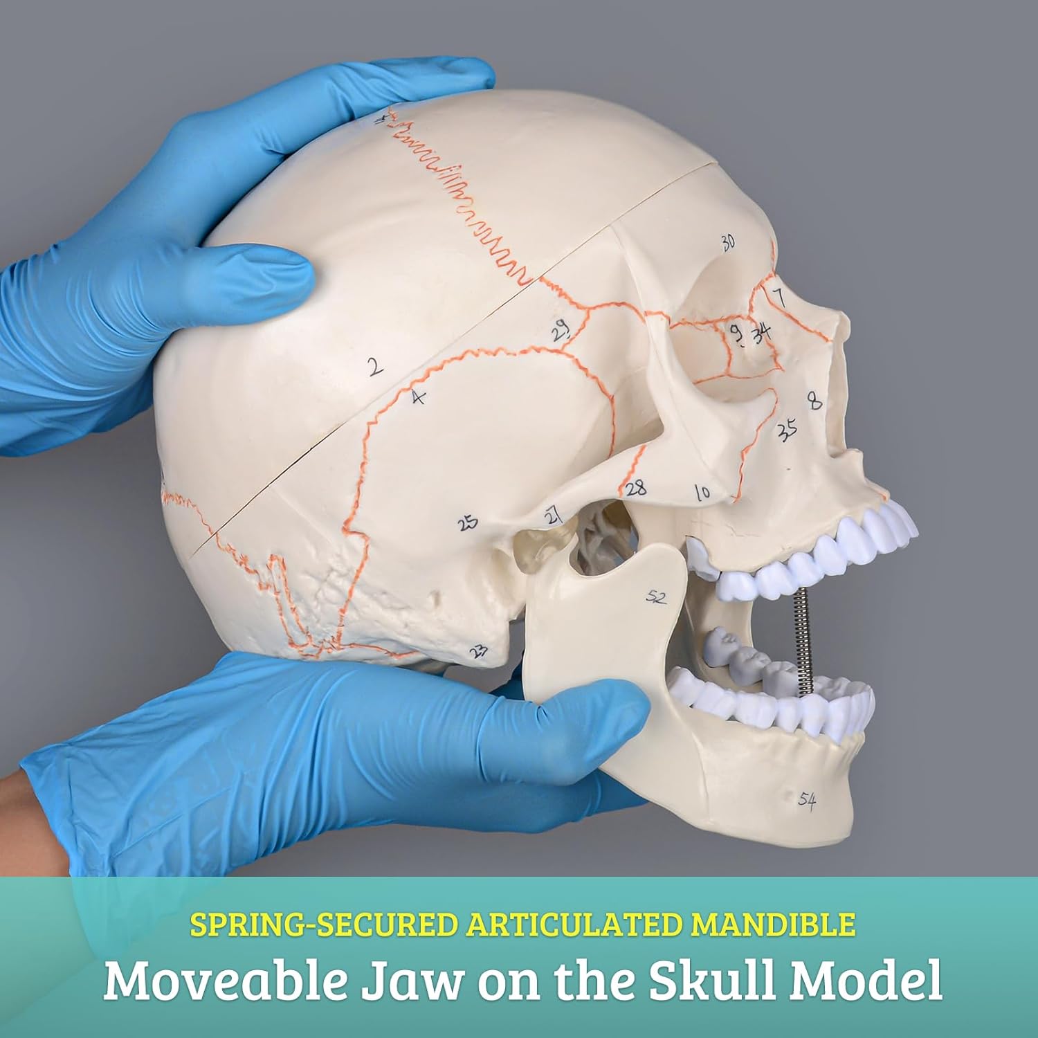 Numbered Human Skull Model