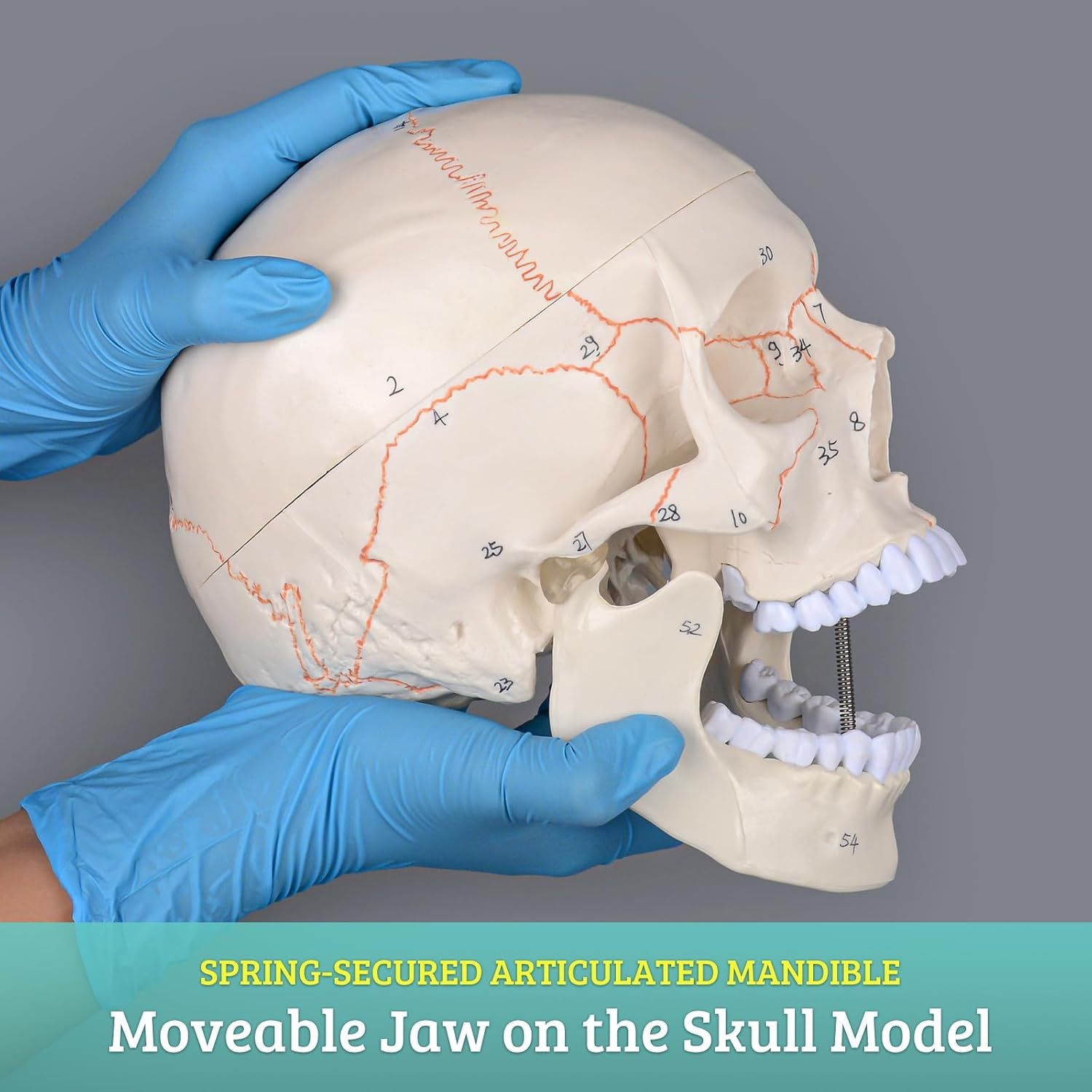 Numbered Human Skull Model