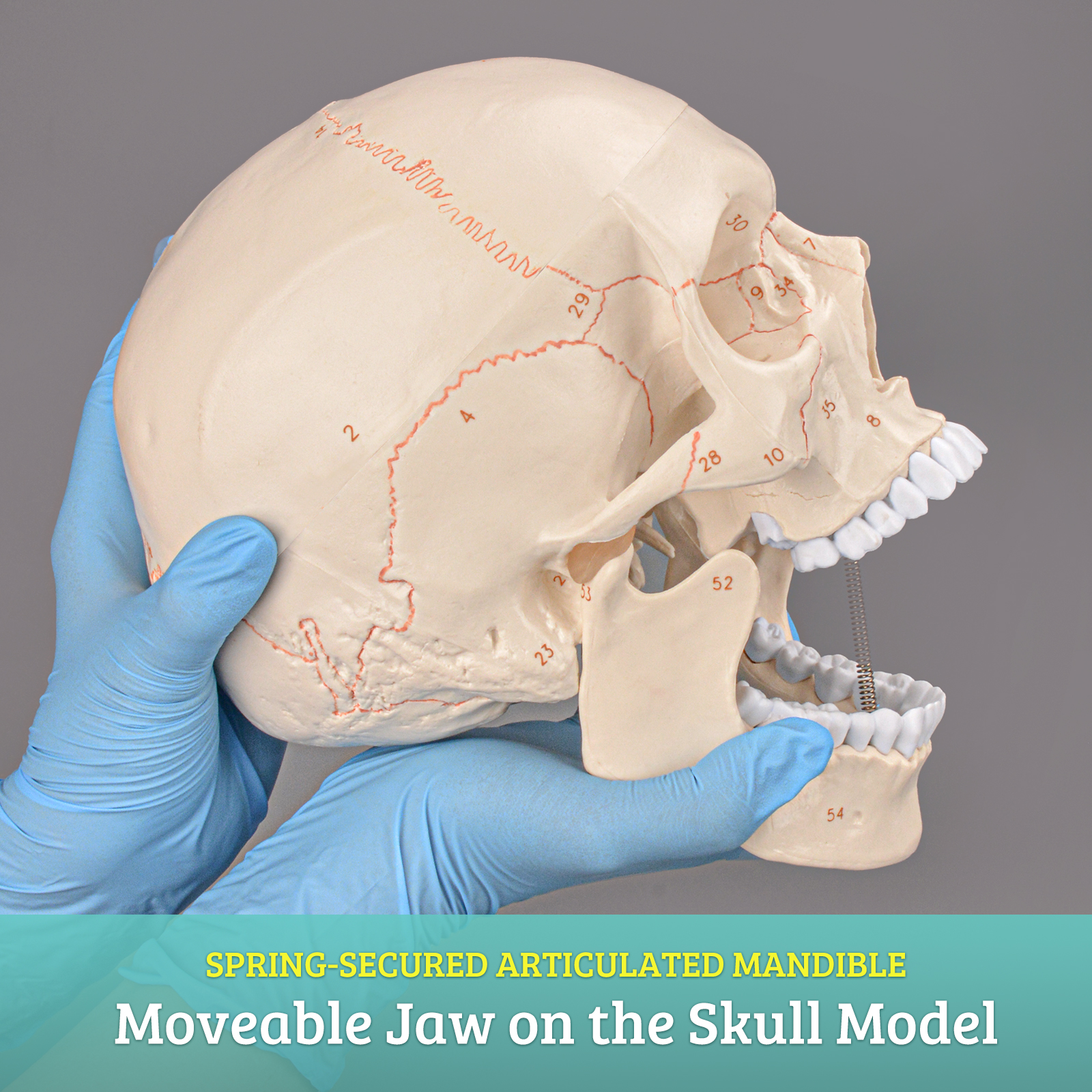 Life Size Human Head Skull Anatomical Model with Newest Laser-Etched Fonts