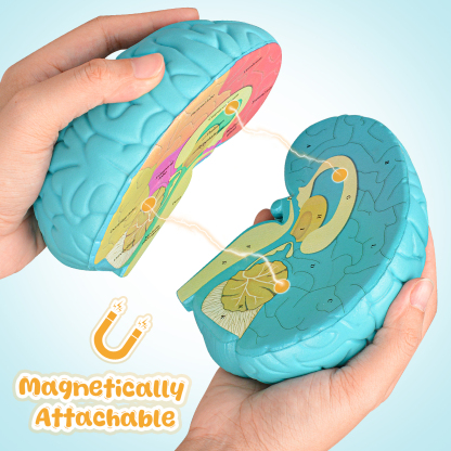 Cross-Section Brain Model, Human Brain Anatomy Model for Kids, 2 Pieces Foam Brain