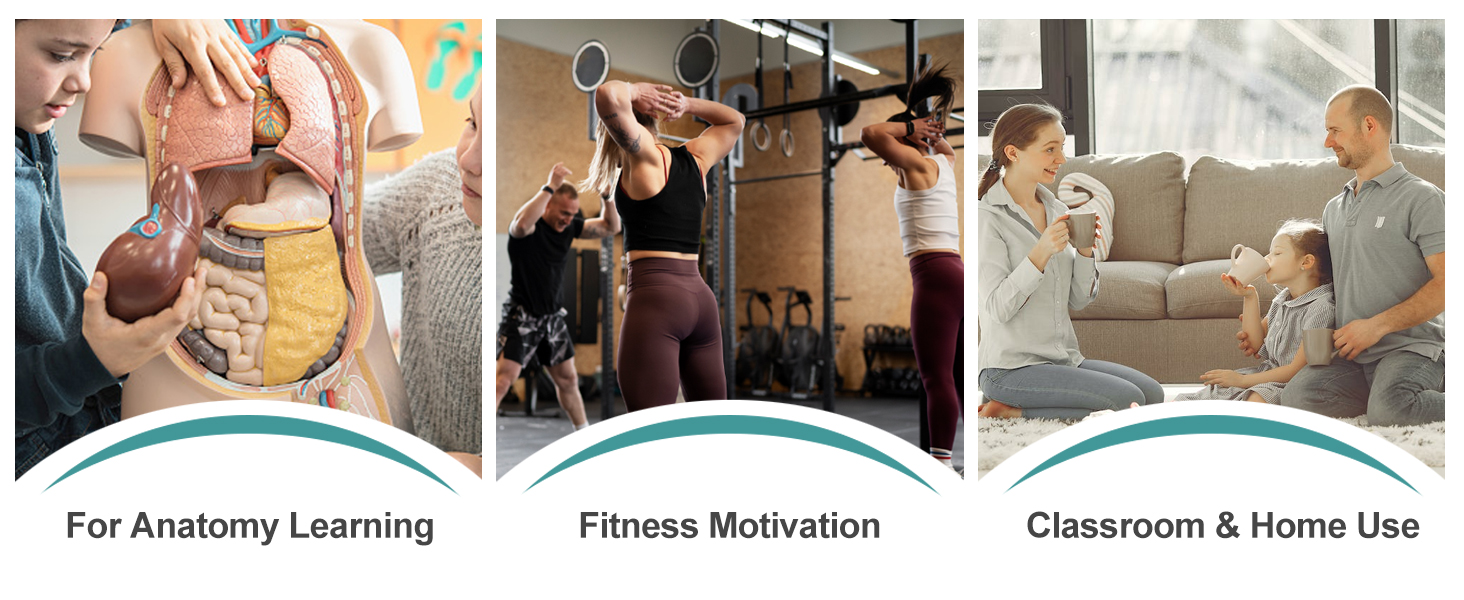 The Function Demonstration of Muscle Fat Model