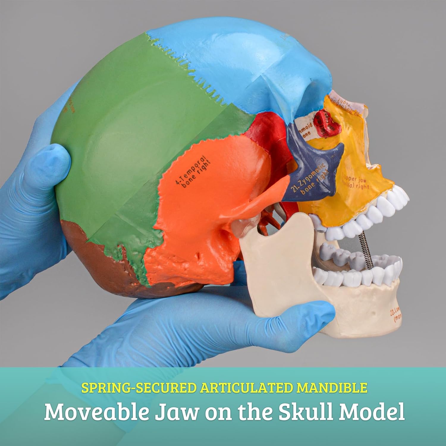 Upgraded Life Size Human Colored Head Skull Anatomical Model with Newest Laser-Etched Fonts