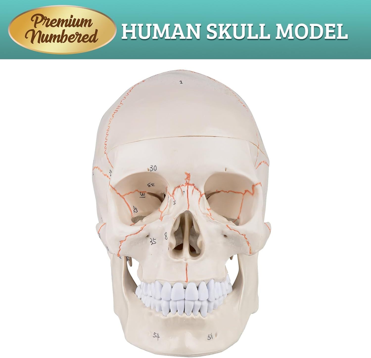 Numbered Human Skull Model