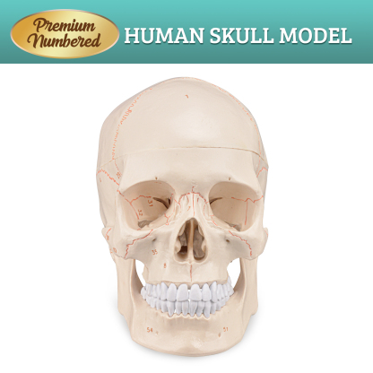 Life Size Human Head Skull Anatomical Model with Newest Laser-Etched Fonts