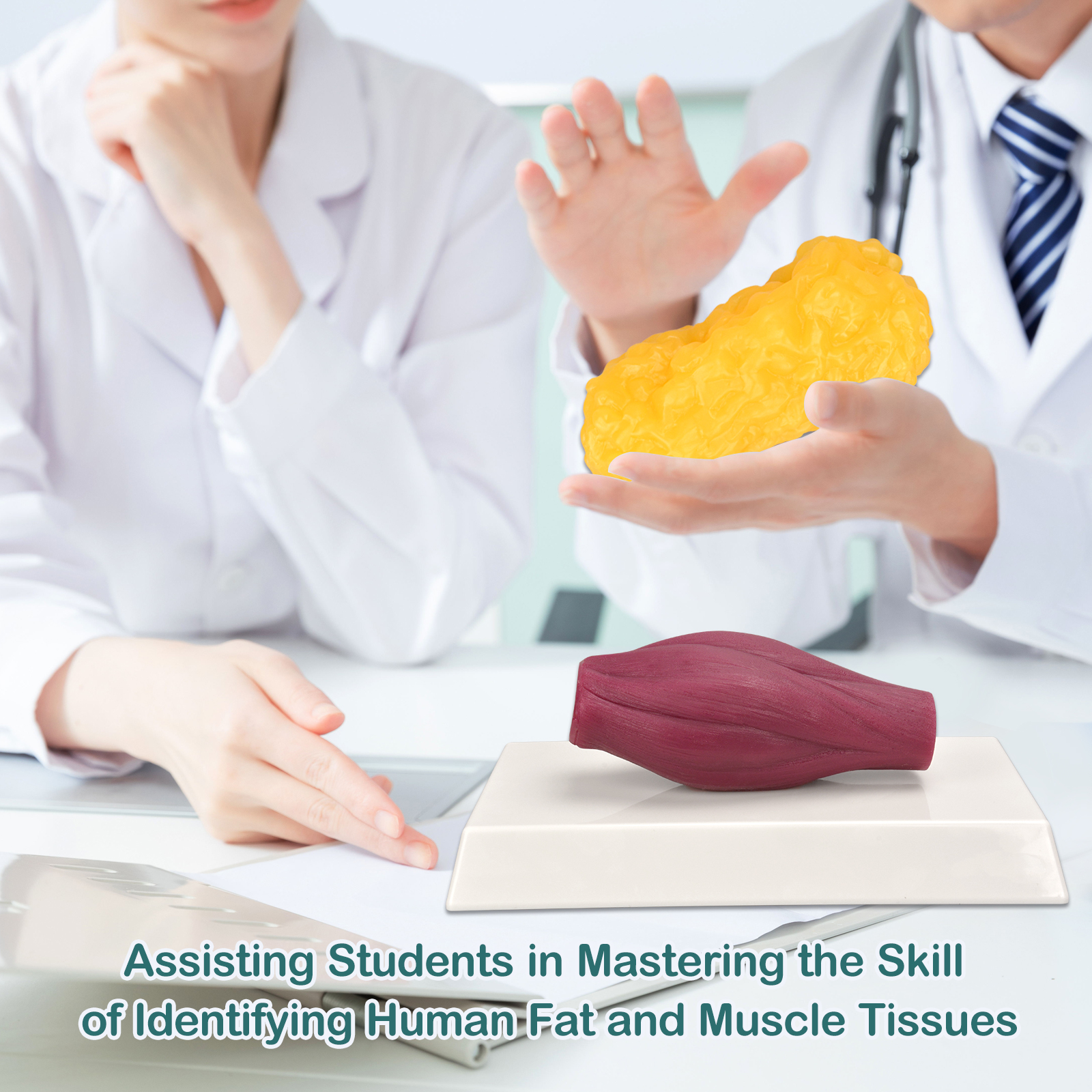 Anatomy Muscle And Fat Model For Classroom Display