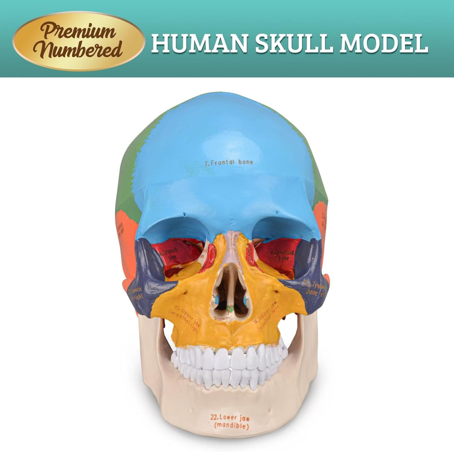 Upgraded Life Size Human Colored Head Skull Anatomical Model with Newest Laser-Etched Fonts