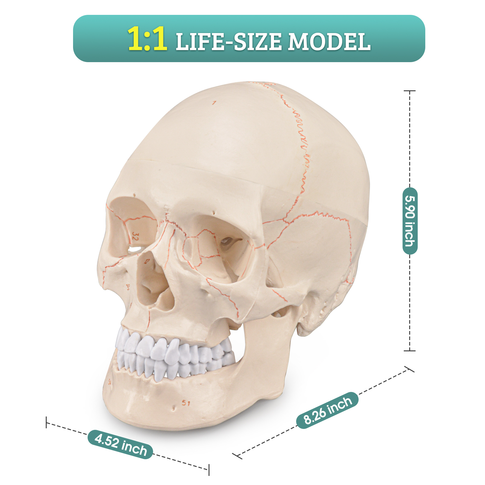Life Size Human Head Skull Anatomical Model with Newest Laser-Etched Fonts
