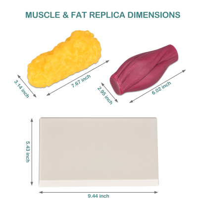 The Size Info of Human Body Muscle & Fat Replica 1LB