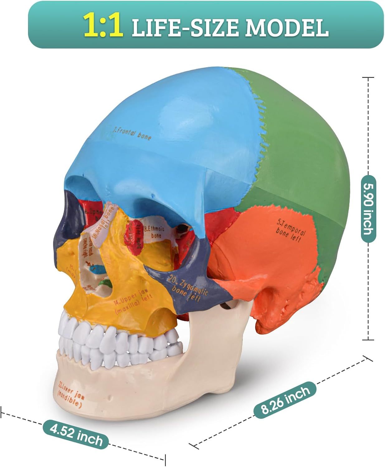 Upgraded Life Size Human Colored Head Skull Anatomical Model with Newest Laser-Etched Fonts