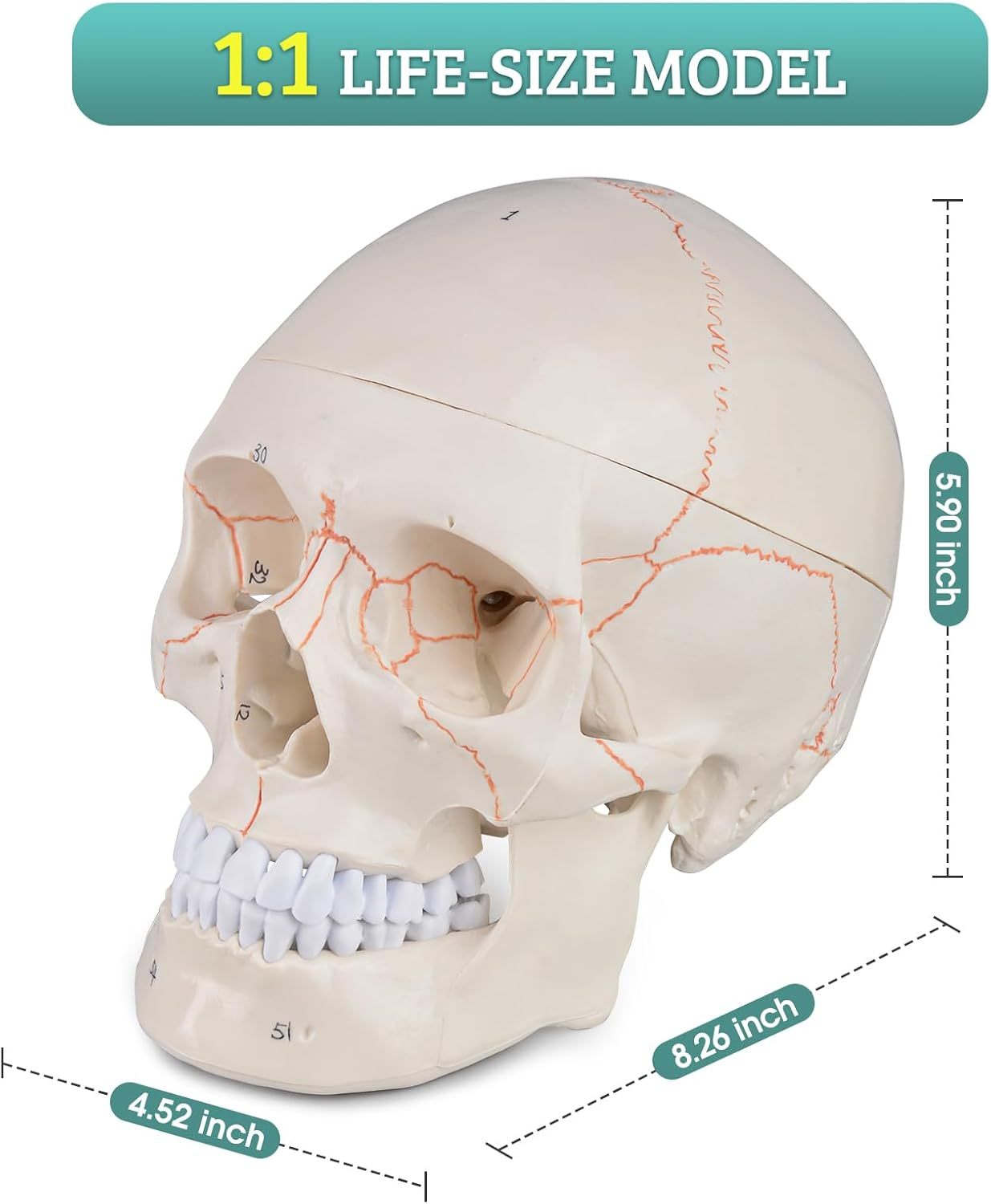 Numbered Human Skull Model