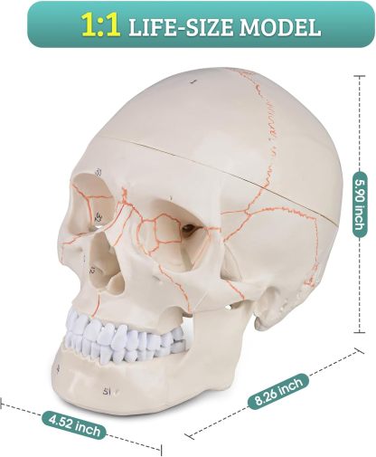 Numbered Human Skull Model