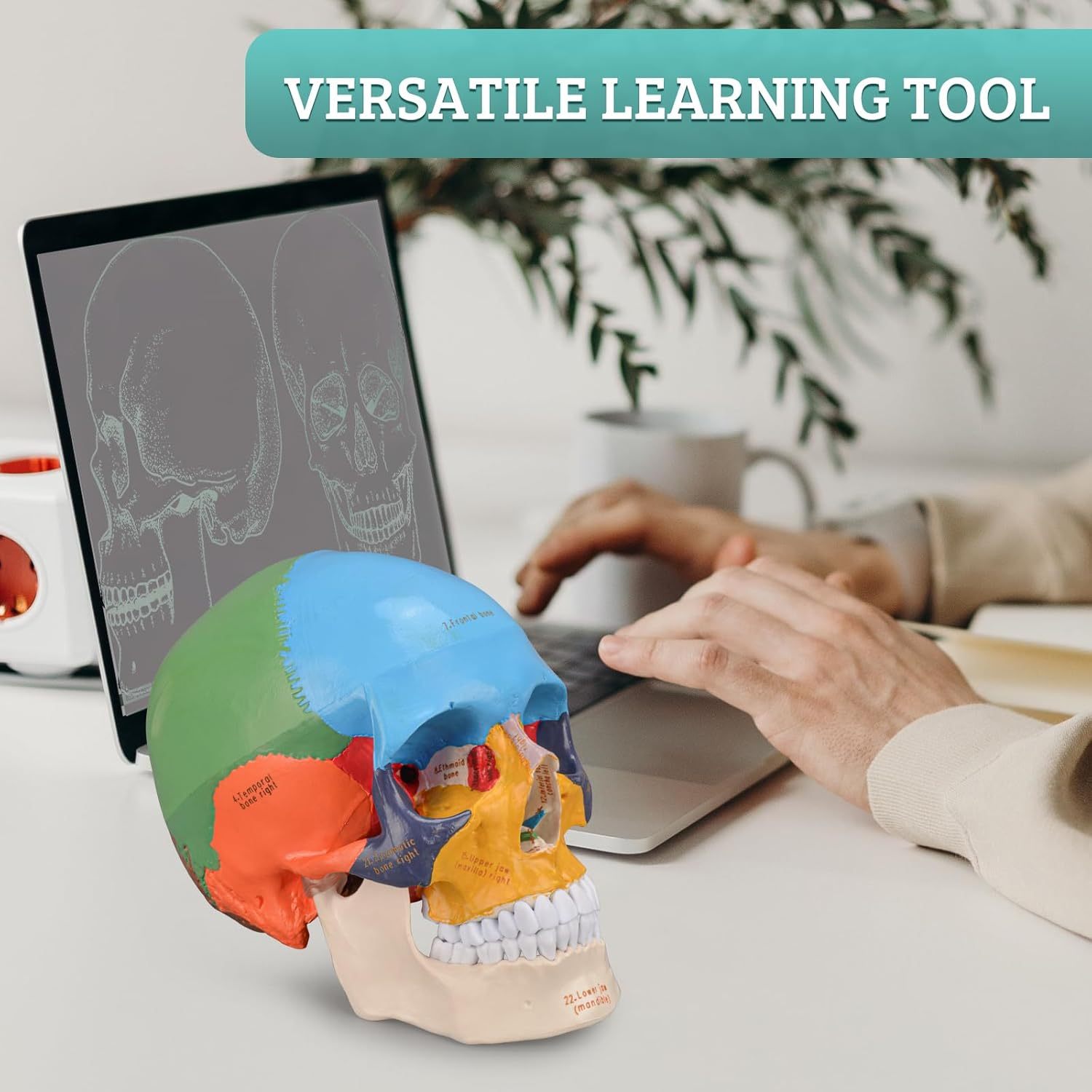 Upgraded Life Size Human Colored Head Skull Anatomical Model with Newest Laser-Etched Fonts