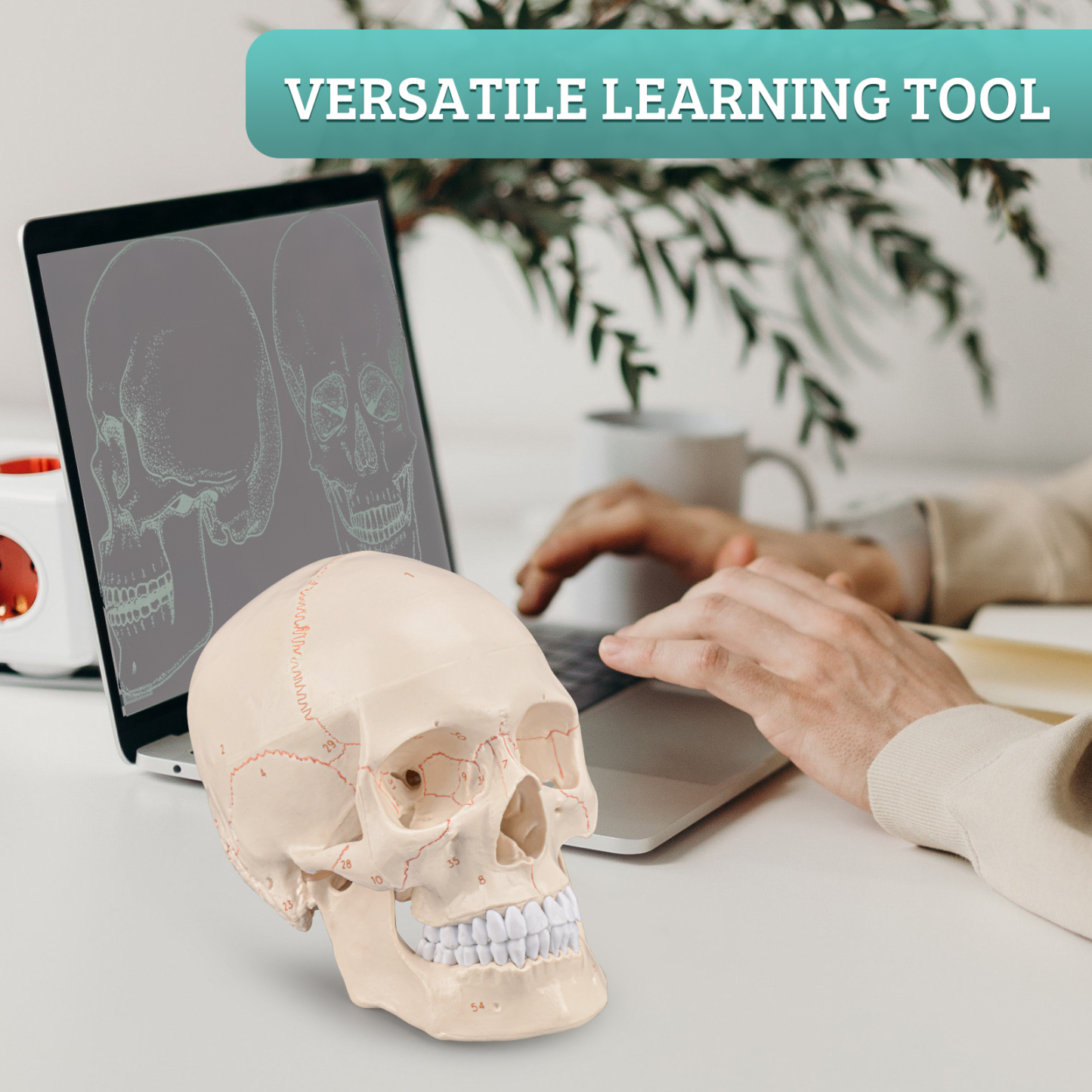 Life Size Human Head Skull Anatomical Model with Newest Laser-Etched Fonts