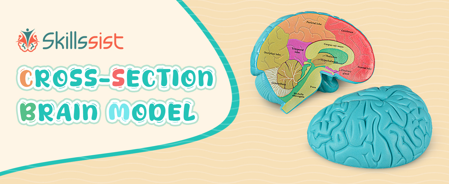 Skillssist Cross-Section Human Brain Model