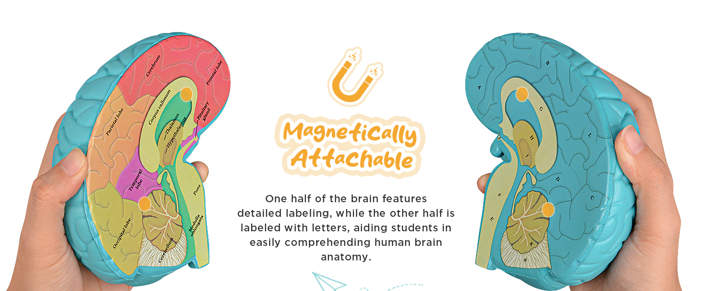 Soft Foam Brain Model Lightweight Safe For Kids Classroom